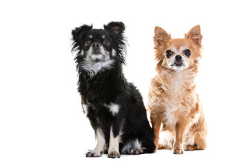 Obraz premium Full length of black and beige Chihuahua lap dogs sitting against white background