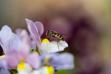 A close up of a Hoverfly resting on a flower in the garden.