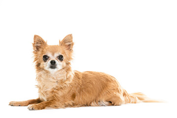 Full length of black and beige Chihuahua lap dogs sitting against white background