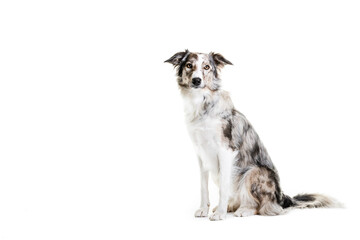 Mixed breed dog sitting on white background.