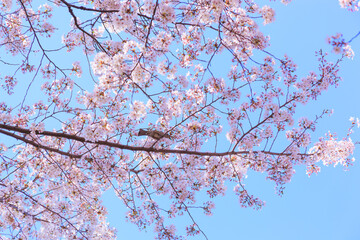 桜の木に止まるヒヨドリ。