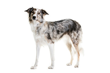 Obraz premium Mixed breed dog sitting on white background.