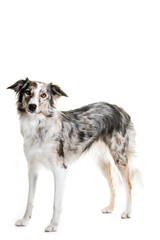 Mixed breed dog sitting on white background.