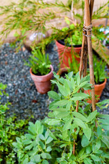 Growing food at home in a small patio garden vegetable plot