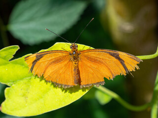 Obraz premium Julia butterfly (dryas iulia) perched on a leaf