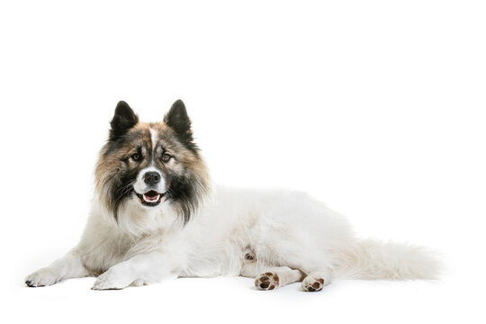 Portrait of Elo dog sitting on white background