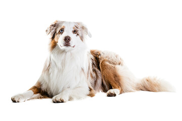 Fototapeta premium Full Length Of Australian Shepherd Panting.