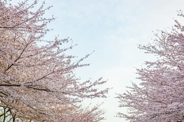 桜満開(4月)