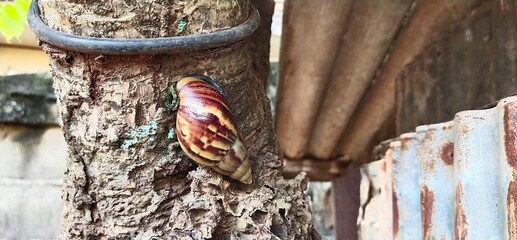Natural snail on a free in thailand