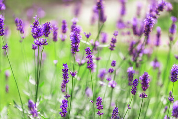 Fototapeta na wymiar Lavender flowers in the sunlight, lavender field in summer. Shallow Dof, blured background.