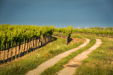 Fototapeta na wymiar Dirt road in the vineyards