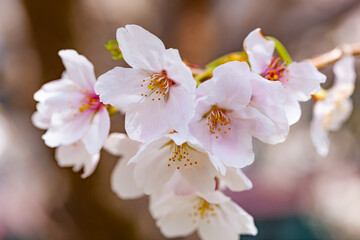 桜満開(4月)