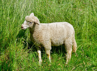 Young sheep feeding on long grass