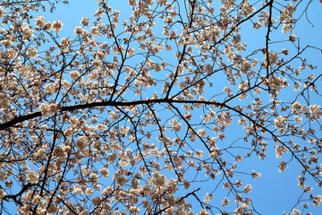 Cherry Blossom 18