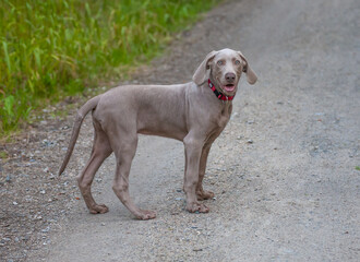 weimaraner welpe steht auf einem waldweg und schaut sich nach seinem besitzer um