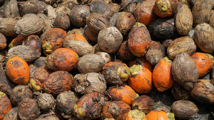 Areca catechu is a species of palm