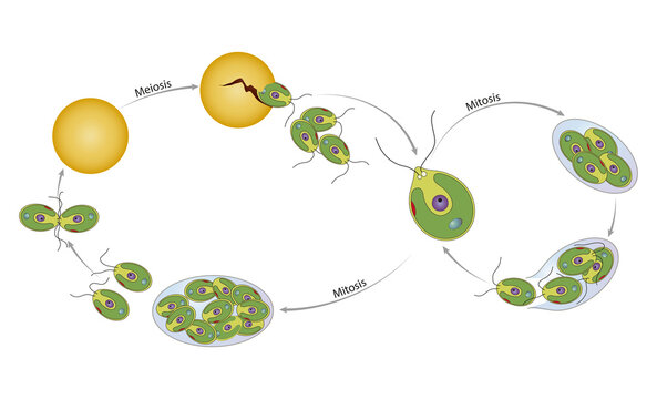 Life cycle of chlamydomonas