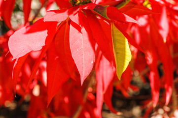 It's Red leaves of a tree in Madagascar