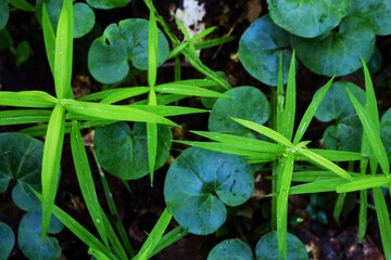 Green plants young round and long leaves carpet background
