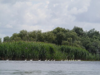 Fototapeta premium Danube Delta