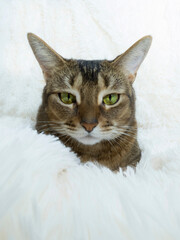 A fluffy Abyssinian cat with large ears and green eyes lies on a fluffy bedspread