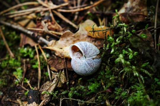 Empty snail shell lying upside down on green forest moss
