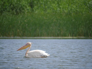 Danube Delta