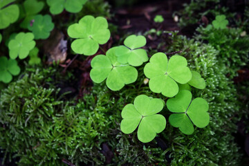 Green clover plant young leaves carpet background