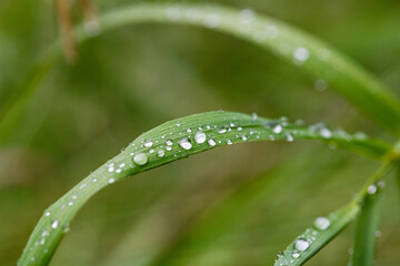 Naklejka premium Dew rain water wet transparent drops macro close up view on long grass leaf, fresh bright green color, nature background wallpaper
