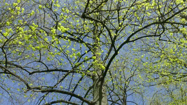 Weisser Kirschbl&uuml;ten auf  Kirschbaum aus der Froschperspektive, Blauer Himmel