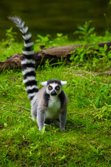 Closeup of many lemur animals