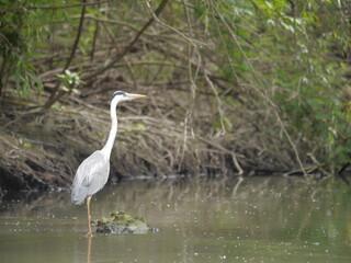 Fototapeta premium Danube Delta