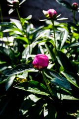 pink rose in the garden