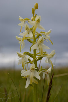 Lesser Butterfly Orchid Platanthera bifolia 
