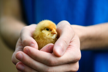 Woman in blue dress hold small cute yellow newborn baby chicken hen in hands, warming up, farm birds