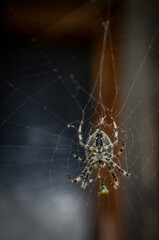 spider on web