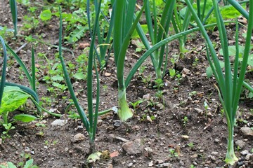 Weed in the organic garden...Weed growing in a vegetable bed with young onion.