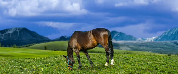 Horse grazing on green mountain hail Summer day.