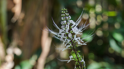 Orthosiphon aristatus is a plant species in the family of Lamiaceae / Labiatae