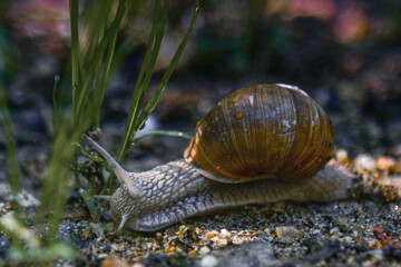 snail