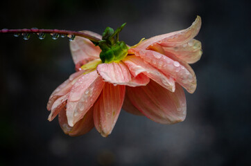 pink lily flower