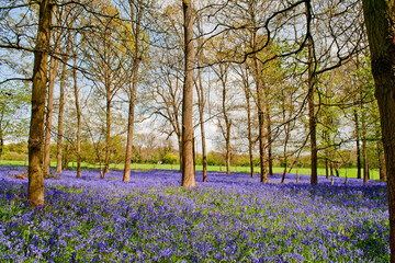 Bluebell Woods at The Spinney in Greys Court Rotherfield Greys near Henley on Thames Oxfordshire England UK