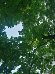 Sweet chestnut tree canopy against a clear sky