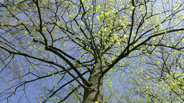 Weisser Kirschbl&uuml;ten auf  Kirschbaum aus der Froschperspektive, Blauer Himmel