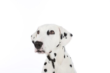 Portrait of a dalmatian dog isolated