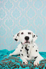 Dalmatian dog lying on blue blanket