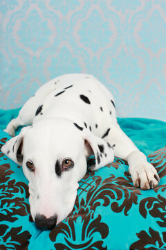 Sad Dalmatian Dog