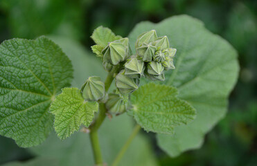 бутоны мальвы