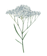 yarrow wildflower watercolor illustration on white background © Ilona