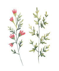 set of wildflowers with red flowers watercolor illustration on white background